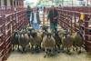 First prize Blackface Ewes from TN Cavers and Co sold for £65